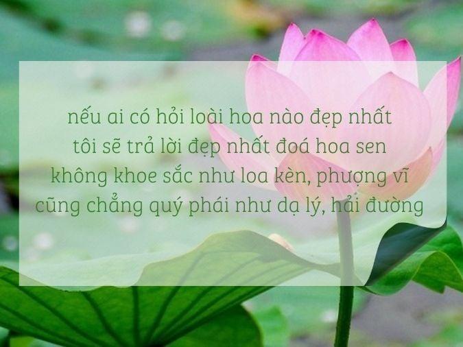 Ao Sen Trắng Bát Ngát Trong Ánh Bình Minh