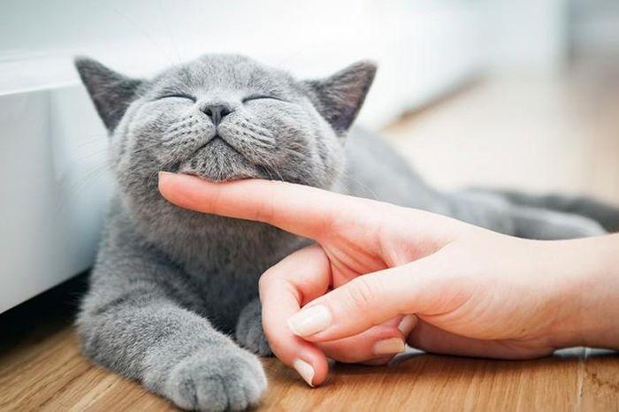Bà bầu mơ thấy mèo đen đang chơi đùa