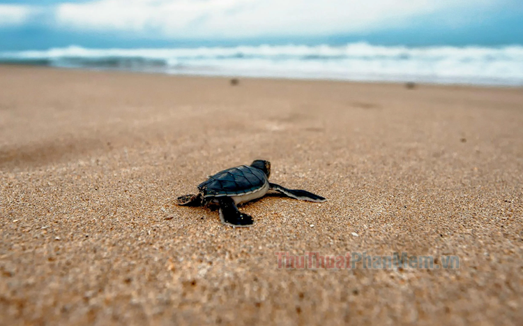 Bà bầu mơ thấy rùa bò vào nhà