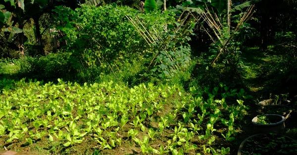 Nằm Mơ Thấy Chó Vàng Đánh Số May