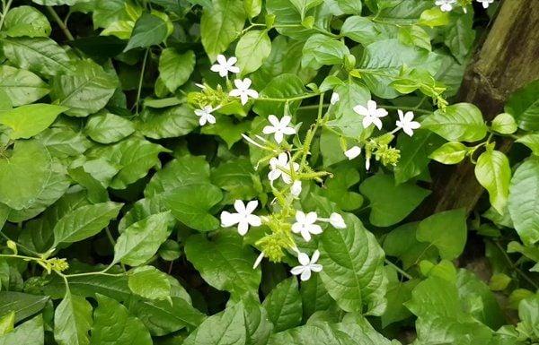 Nằm Mơ Thấy Con Bò Đánh Số Mấy?