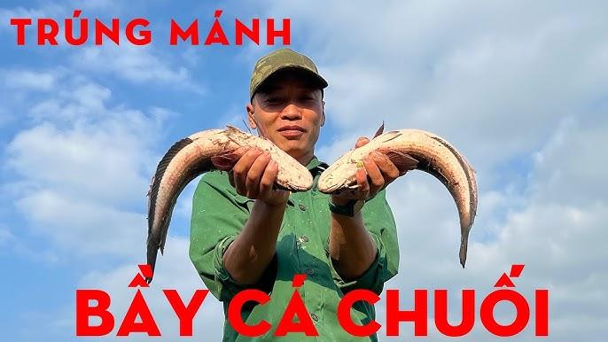Bắt cá chuối bằng tay
