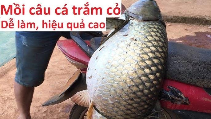Bắt cá trắm cỏ bằng tay trong mơ