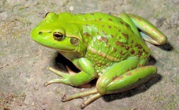 Giải Mã Giấc Mơ Thấy Bà Ngoại Và Ý Nghĩa Số Đề