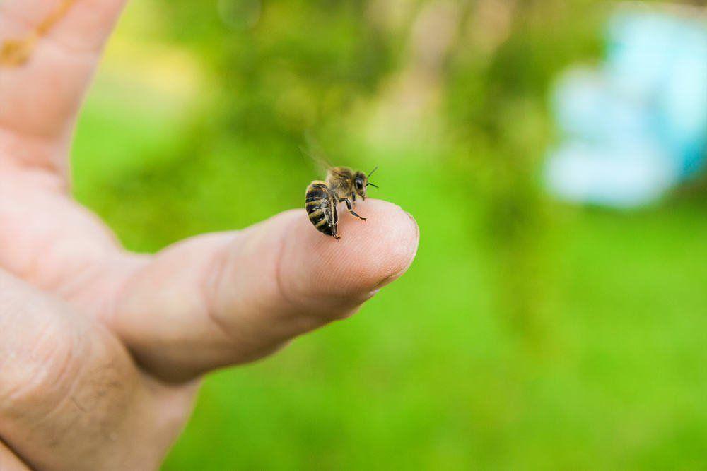 Nằm Mơ Thấy Heo Đẻ Đánh Con Gì? Giải Mã Chi Tiết
