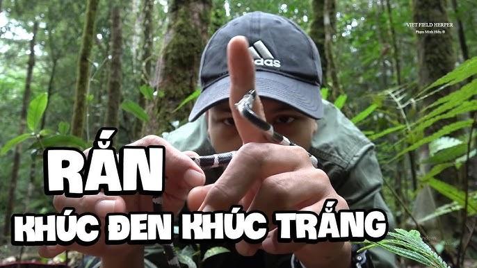 Nằm Mơ Thấy Rắn Đánh Đề Bao Nhiêu?
