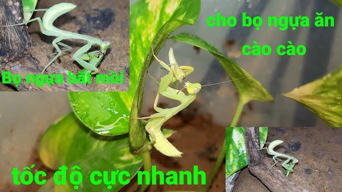 Giải Mã Giấc Mơ Thấy Hoa Sen Hồng và Số Đề Liên Quan