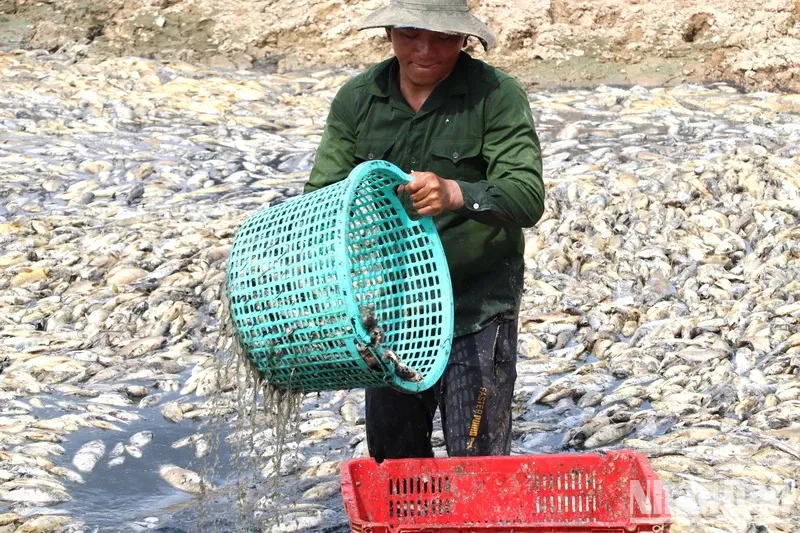 Nằm Mơ Thấy Bướm Vàng Đánh Con Gì? Giải Mã Và Đánh Số
