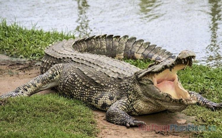 Cá Sấu Tấn Công Người Khác Trong Mơ