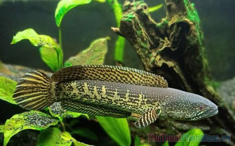 Giải Mã Giấc Mơ Thấy Bé Gái và Con Số May Mắn