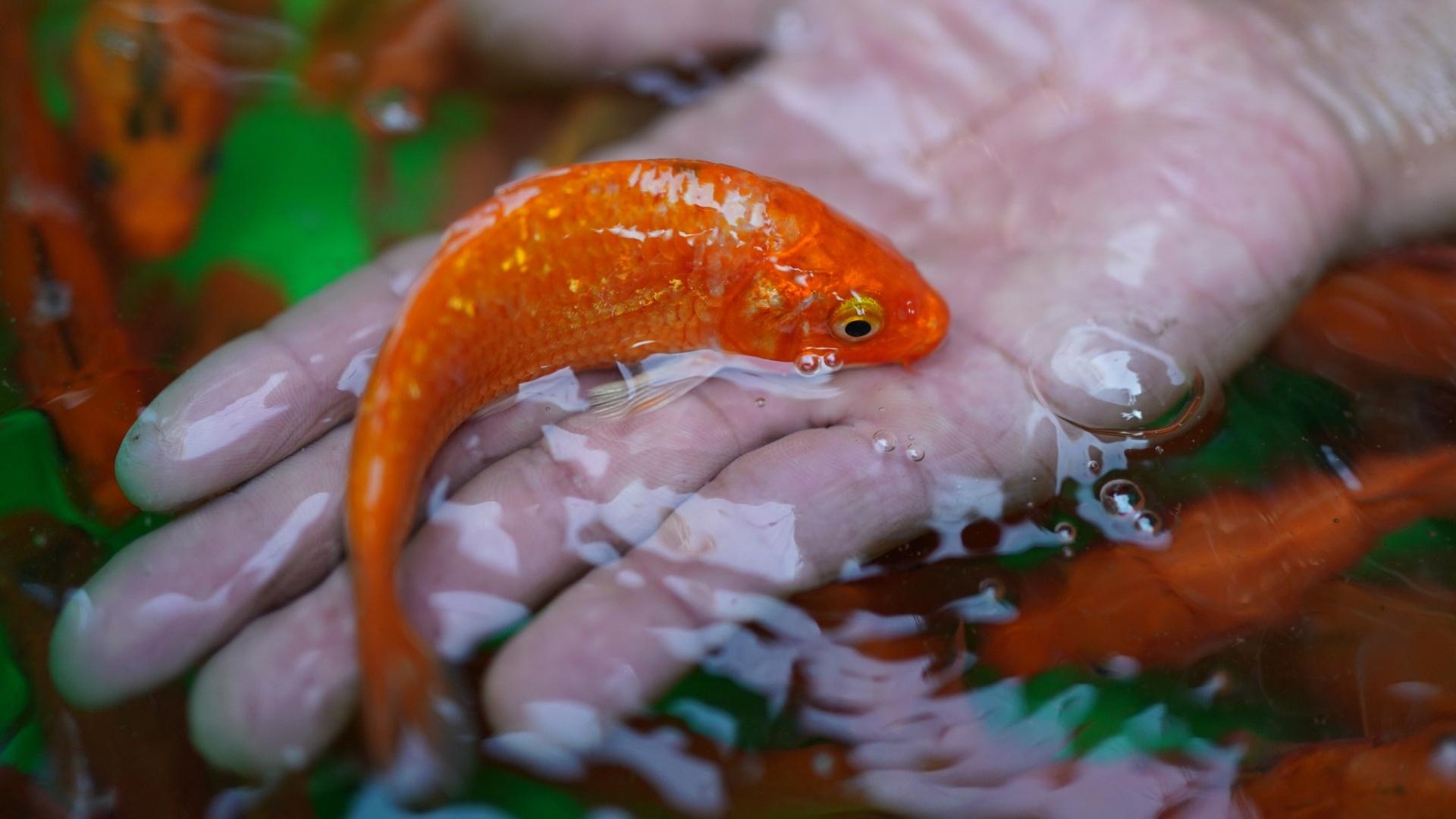 Giải Mã Giấc Mơ Thấy Cháy Đánh Con Gì?
