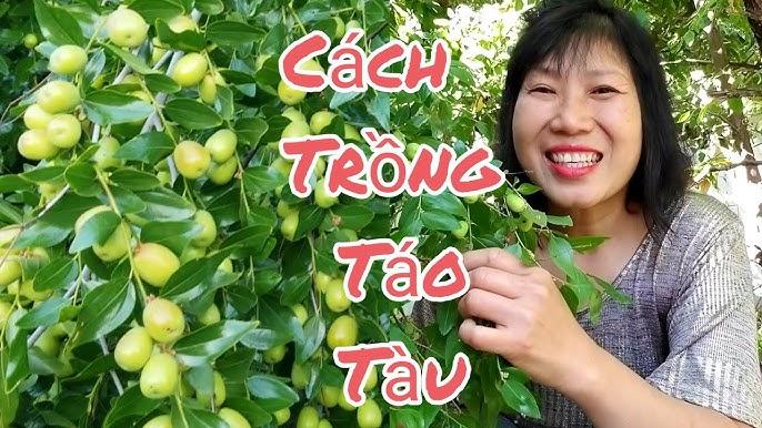 Cây táo đỏ trĩu quả
