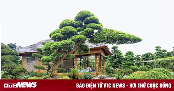 Nằm mơ thấy cánh đồng lúa đánh con gì?