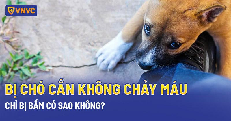 Chó cắn chân không chảy máu số đề