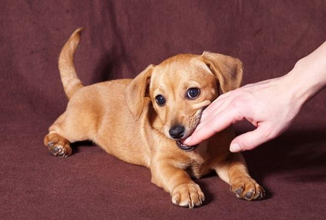 Nằm mơ thấy chó cắn