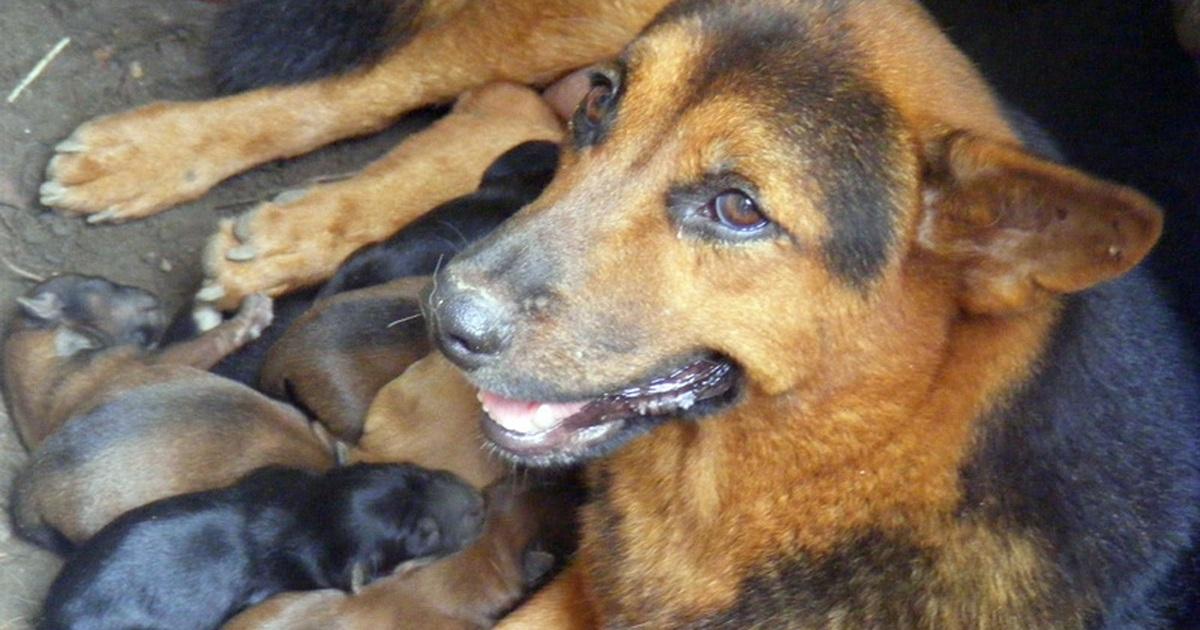 Giải Mã Giấc Mơ Thấy Cãi Nhau Với Bố Và Con Số Liên Quan