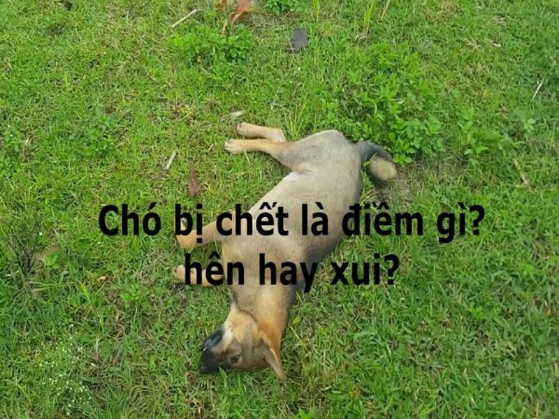 Chó đen chết trong nhà