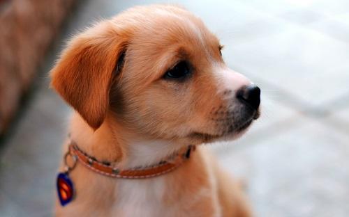 Giải Mã Giấc Mơ Thấy Mèo Mù Và Con Số May Mắn