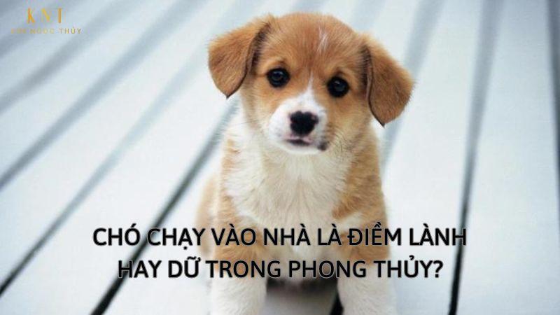 Chó Trắng Đến Nhà