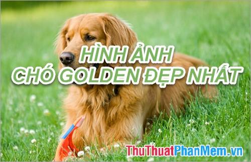 Hình ảnh chó vàng đáng yêu