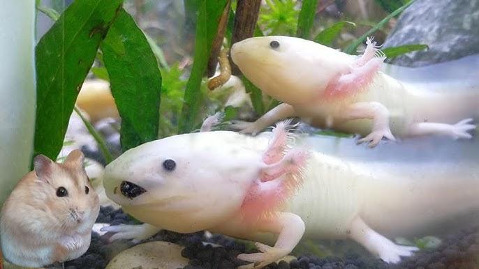 Giải Mã Giấc Mơ Liên Tục Nằm Mơ Thấy Rắn