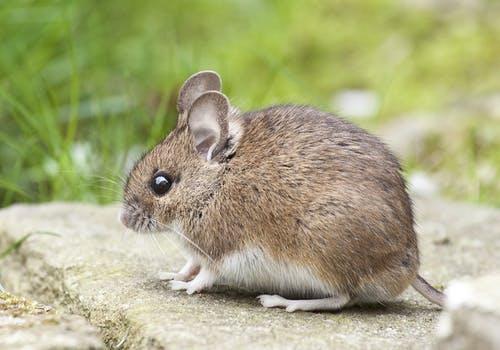 Giải Mã Giấc Mơ Bắt Được 2 Con Rắn và Số Đề Liên Quan