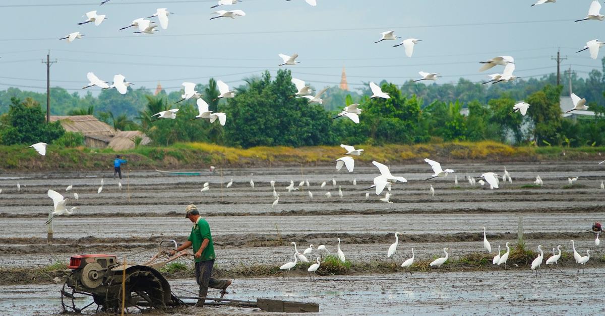 Cò trắng bay trên đồng lúa
