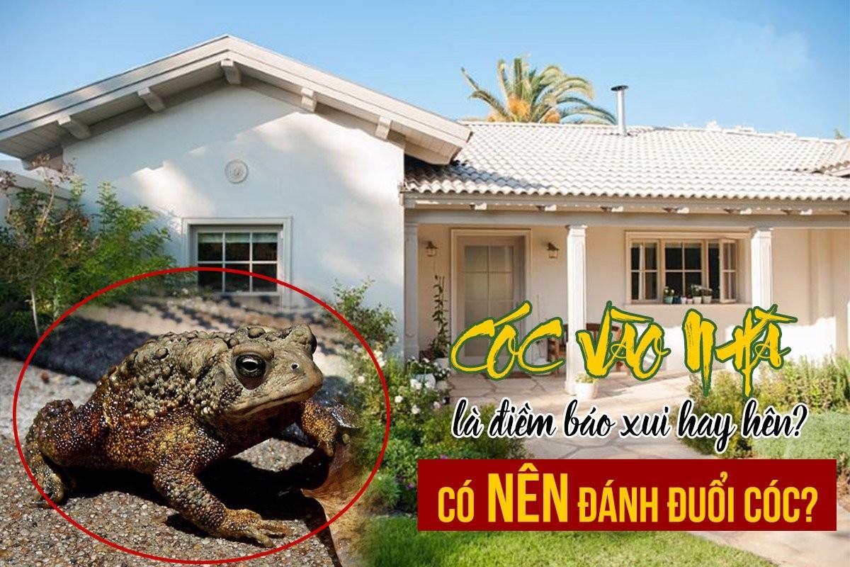Cóc nhảy vào nhà: Điềm báo và số đề liên quan
