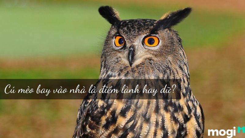 Nằm Mơ Thấy Gà Trống La Số Mấy? Giải Mã Chi Tiết
