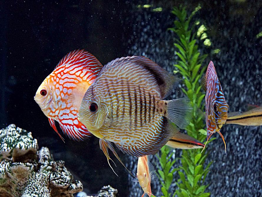Giải Mã Giấc Mơ Thấy Làm Tình Với Đàn Ông và Số Đề Liên Quan