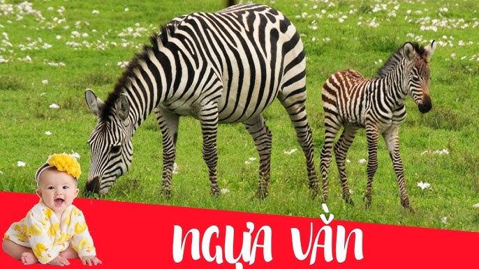 Giải Mã Giấc Mơ Thấy Cá Chép Hóa Rồng Đánh Con Gì?