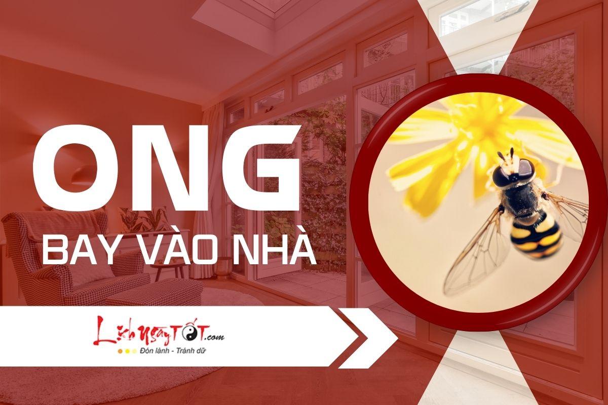 Đàn ong to bay vào nhà là điềm gì?