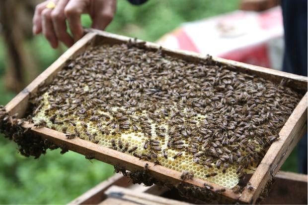 Giải Mã Giấc Mơ Thấy Mèo Mù Và Con Số May Mắn