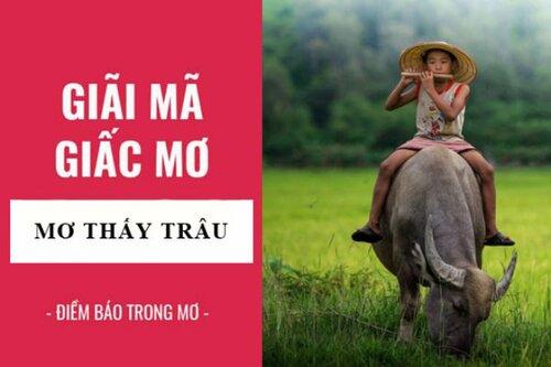 Đàn trâu đánh nhau trong giấc mơ