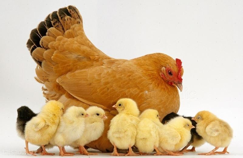Nằm Mơ Câu Được Cá Đánh Con Gì? Giải Mã Và Đánh Số