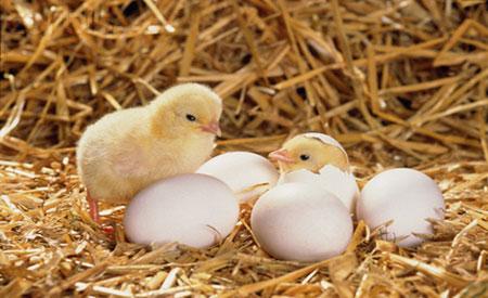 Giải Mã Giấc Mơ Thấy Con Gà Đánh Con Gì?