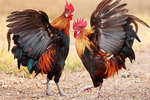 Gà trống đá nhau cạnh tranh