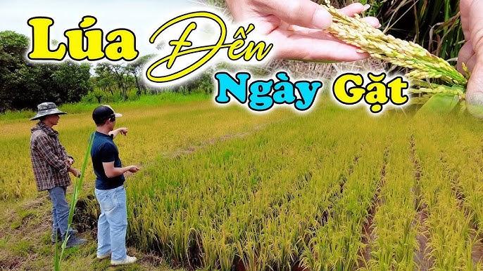 Giải Mã Giấc Mơ Thấy Tượng Phật Bị Đổ và Số Đề Liên Quan