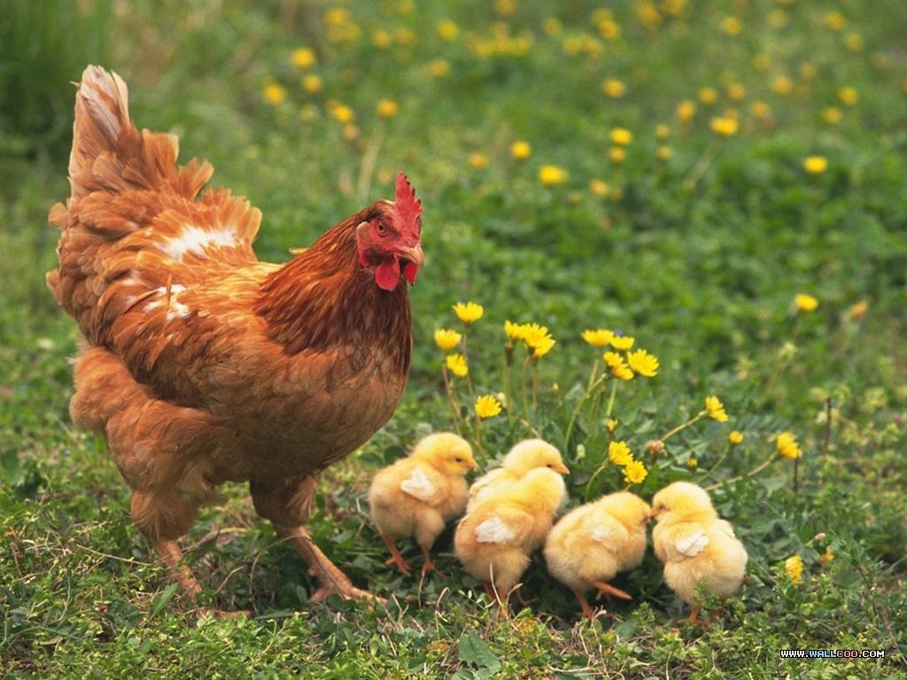 Giải mã giấc mơ an thịt gà và sự sung túc