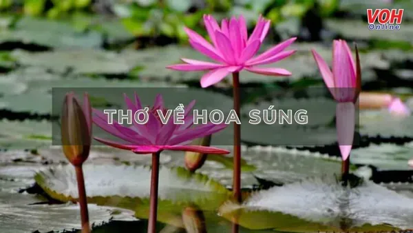 Giải Mã Giấc Mơ Thấy Hái Hoa Súng Và Con Số May Mắn