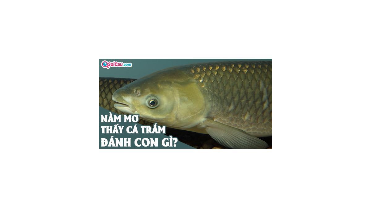 Giải Mã Giấc Mơ Thấy Mặt Trăng Và Mặt Trời Đánh Đề