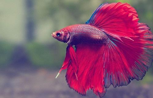 Giải Mã Giấc Mơ Với Bài Hát Đêm Qua Em Nằm Mơ