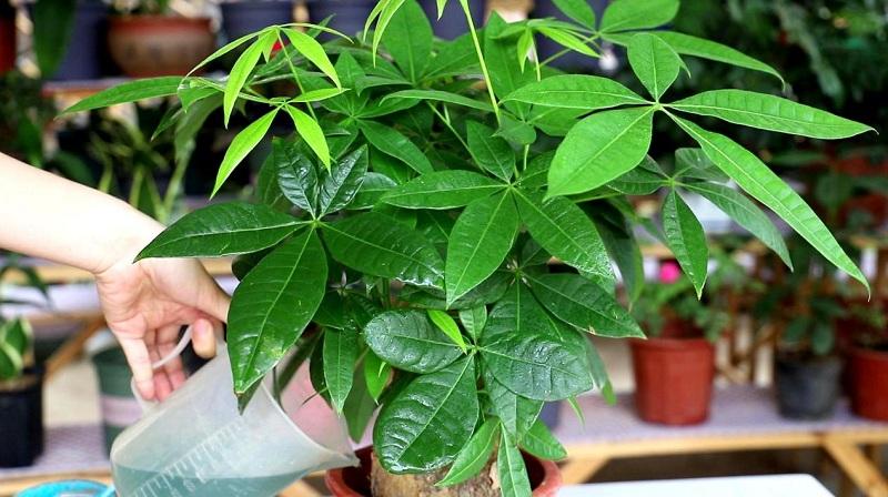 Nằm Mơ Thấy Con Nít Đánh Đề Số Mấy?