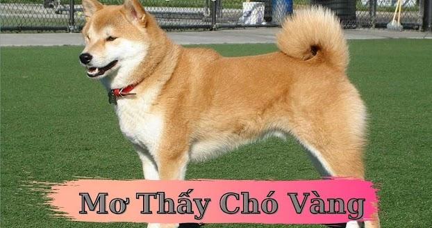 Giải Mã Giấc Mơ Mình: Khám Phá Bí Ẩn Số Đề