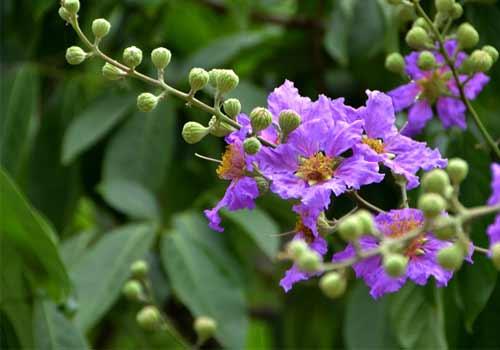 Nằm mơ nhặt được nhẫn vàng đánh con gì? Giải mã giấc mơ tìm vàng