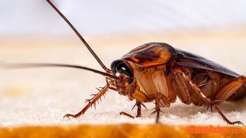 Giải mã giấc mơ thấy gián chết: Ý nghĩa