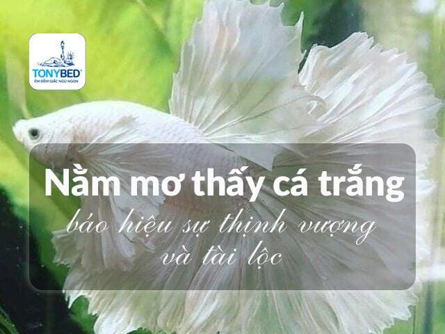 Nằm mơ thấy khỉ đánh số mấy? Giải mã giấc mơ và con số may mắn