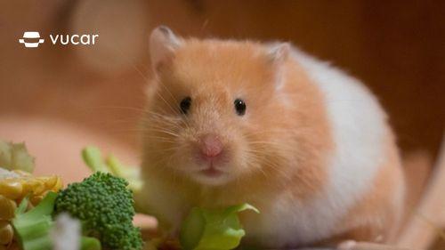 Giải mã giấc mơ thấy 1 đàn chuột số đề