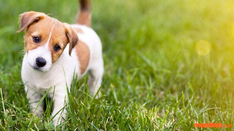 Giải Mã Giấc Mơ Thấy Cá Rô Đồng Và Con Số May Mắn