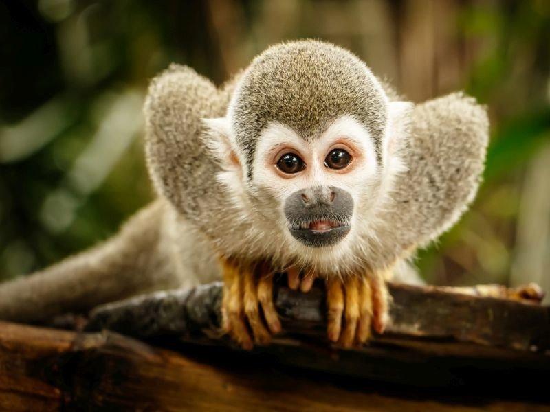 Giải Mã Giấc Mơ Thấy Nhổ Lông Và Số Đề Liên Quan